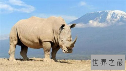 全球十大濒危动物,这些动物你或许都不再有机会见到了