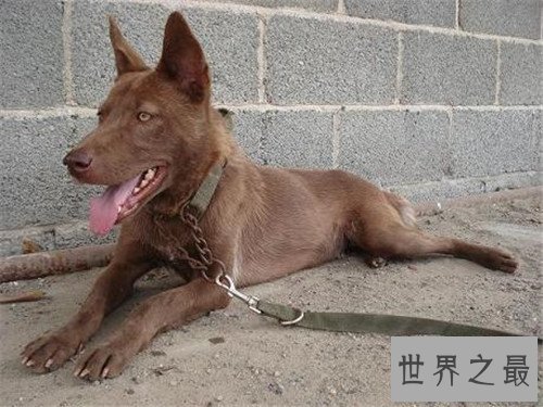 全球十大濒危动物,这些动物你或许都不再有机会见到了