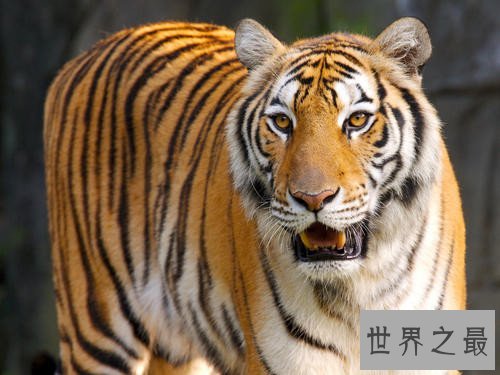 全球十大濒危动物,这些动物你或许都不再有机会见到了