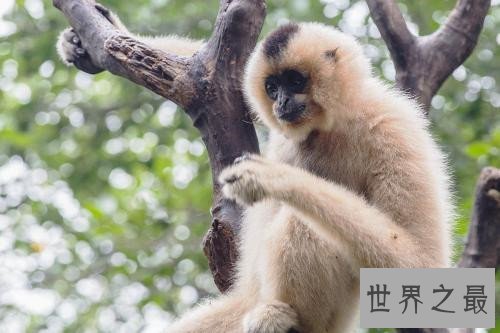 全球十大濒危动物,这些动物你或许都不再有机会见到了