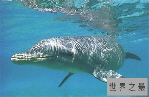 全球十大濒危动物,这些动物你或许都不再有机会见到了