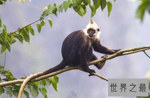 全球十大濒危动物,这些动物你或许都不再有机会见到了