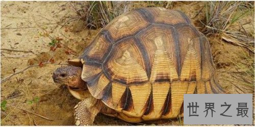 全球十大濒危动物,这些动物你或许都不再有机会见到了