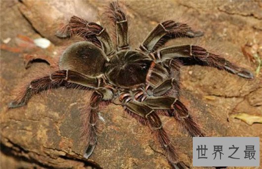 世界上最高学历的蜘蛛，其中一位还是长腿欧巴