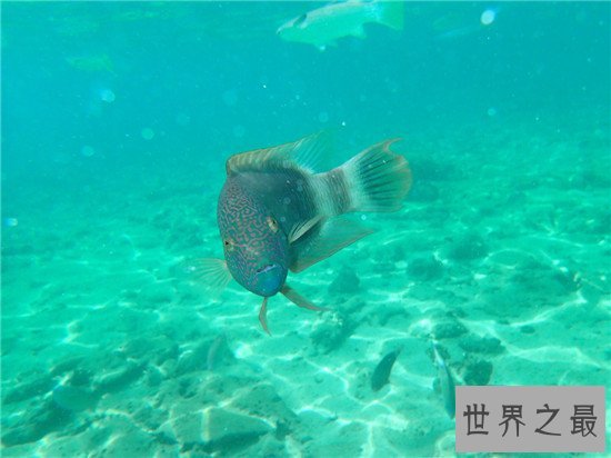 世界上眼睛最奇特的鱼，比目鱼的双眼长在头部一侧