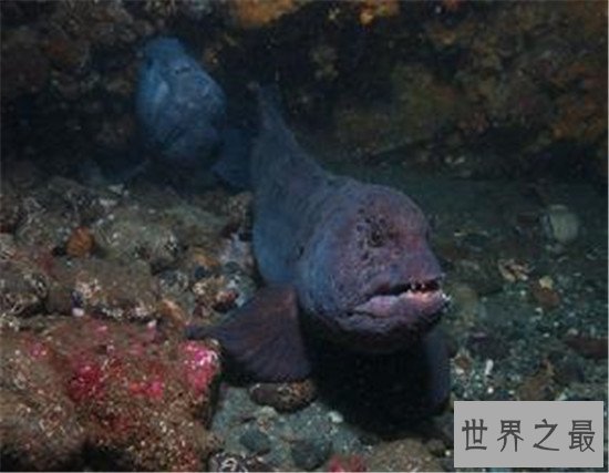 世界上最浪漫的10种动物,信天翁的忠诚也是一种浪漫