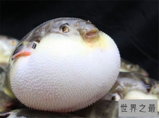 世界上最浪漫的10种动物,信天翁的忠诚也是一种浪漫