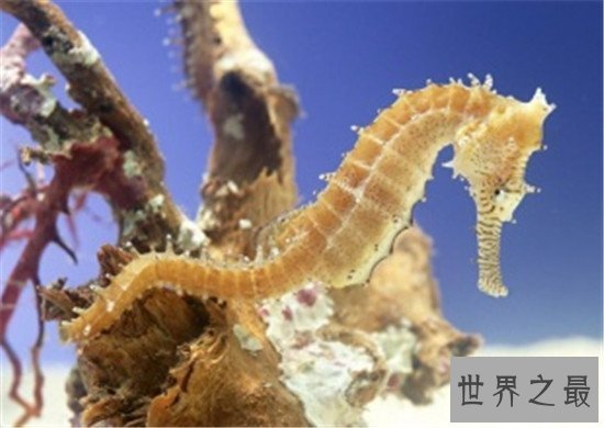 世界上最浪漫的10种动物,信天翁的忠诚也是一种浪漫