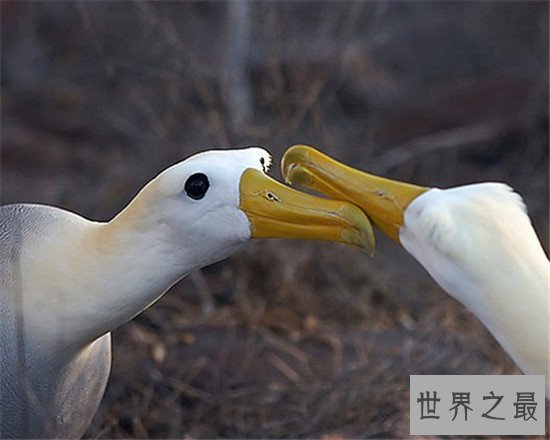 世界上最浪漫的10种动物,信天翁的忠诚也是一种浪漫