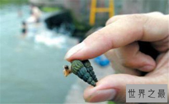 世界上最浪漫的10种动物,信天翁的忠诚也是一种浪漫