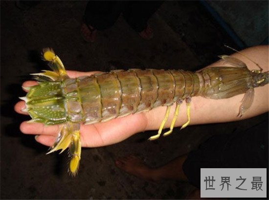 世界上最浪漫的10种动物,信天翁的忠诚也是一种浪漫