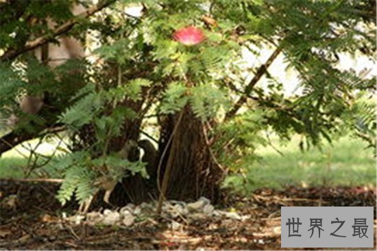 世界上最浪漫的10种动物,信天翁的忠诚也是一种浪漫