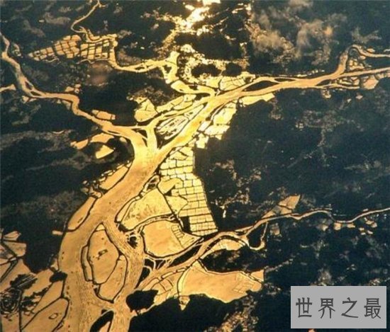 最早的哺乳动物,摩根齿兽距今2.05亿年历史!