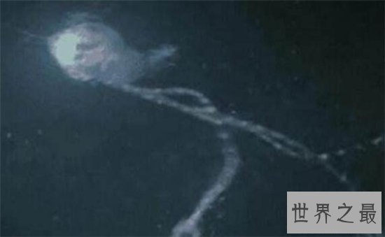 最早的哺乳动物,摩根齿兽距今2.05亿年历史!