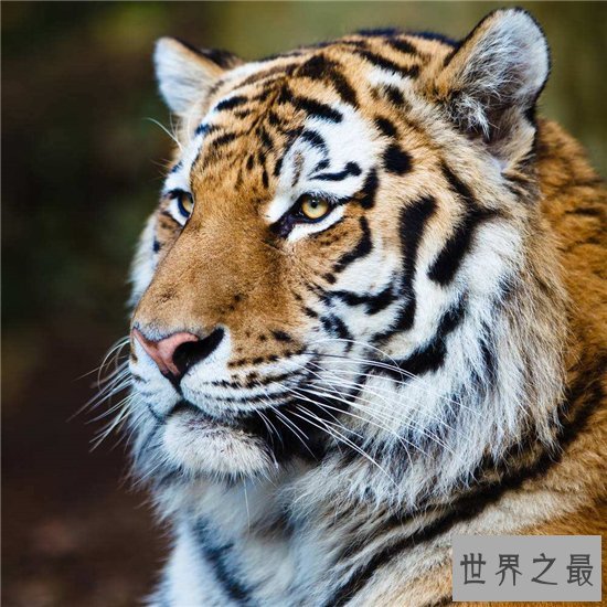 世界上最大的猫科动物,西伯利亚虎体长达2.6米!