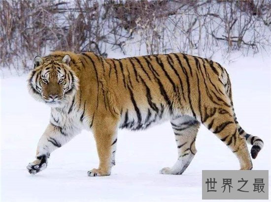 世界上最大的猫科动物,西伯利亚虎体长达2.6米!