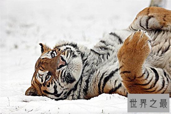 世界上最大的猫科动物,西伯利亚虎体长达2.6米!