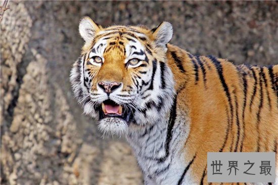 世界上最大的猫科动物,西伯利亚虎体长达2.6米!