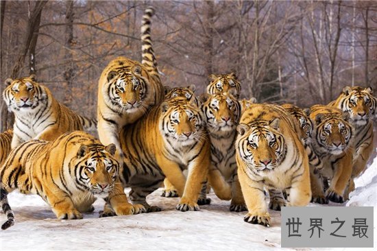 世界上最大的猫科动物,西伯利亚虎体长达2.6米!