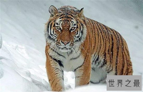 世界上最大的猫科动物,西伯利亚虎体长达2.6米!