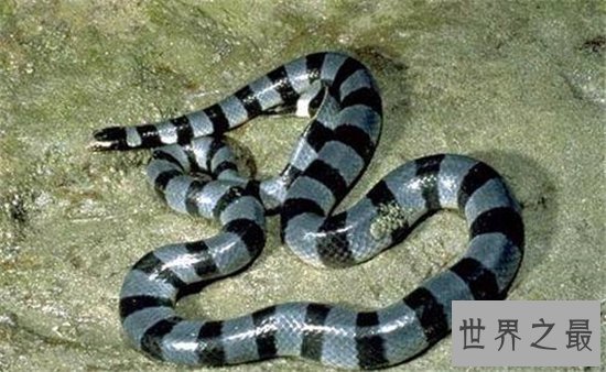 裂颊海蛇毒性比眼镜蛇强八倍,只需一点毒液就能杀人