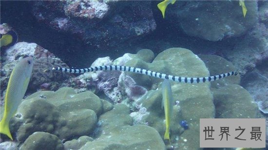 裂颊海蛇毒性比眼镜蛇强八倍,只需一点毒液就能杀人