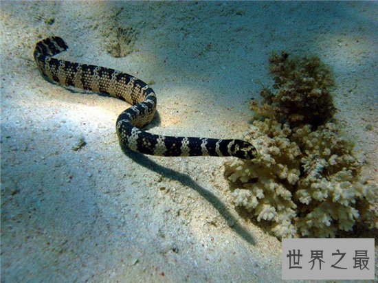 裂颊海蛇毒性比眼镜蛇强八倍,只需一点毒液就能杀人