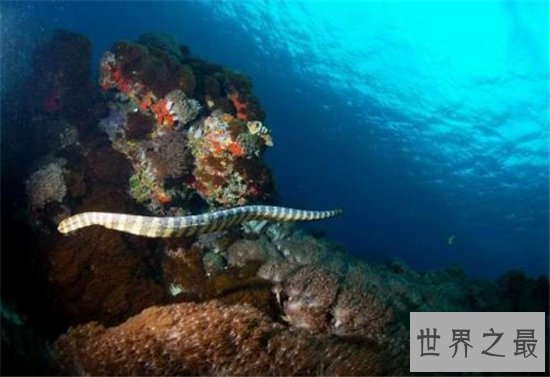 裂颊海蛇毒性比眼镜蛇强八倍,只需一点毒液就能杀人