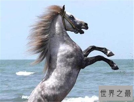 复活成功的灭绝动物排行榜,已灭绝的动物能重生吗