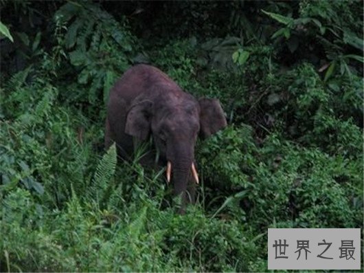 复活成功的灭绝动物排行榜,已灭绝的动物能重生吗