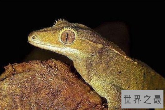 复活成功的灭绝动物排行榜,已灭绝的动物能重生吗