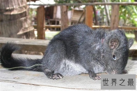 复活成功的灭绝动物排行榜,已灭绝的动物能重生吗