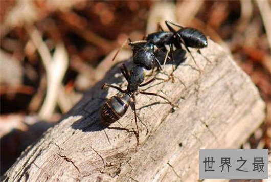 复活成功的灭绝动物排行榜,已灭绝的动物能重生吗