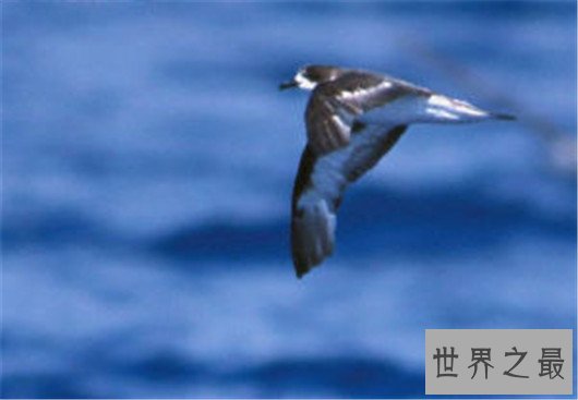 复活成功的灭绝动物排行榜,已灭绝的动物能重生吗