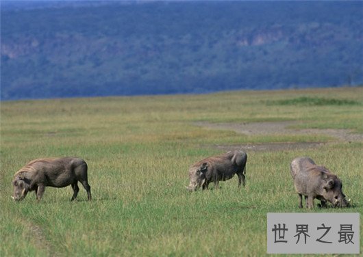 复活成功的灭绝动物排行榜,已灭绝的动物能重生吗