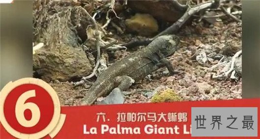 复活成功的灭绝动物排行榜,已灭绝的动物能重生吗