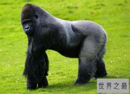 日本史上最帅大猩猩,帅到日本AV女优都想嫁给它!