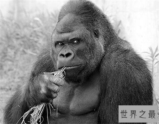 日本史上最帅大猩猩,帅到日本AV女优都想嫁给它!