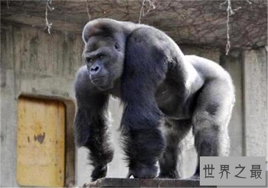 日本史上最帅大猩猩,帅到日本AV女优都想嫁给它!