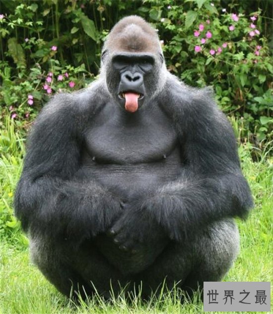 日本史上最帅大猩猩,帅到日本AV女优都想嫁给它!