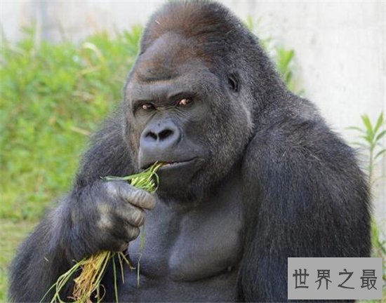 日本史上最帅大猩猩,帅到日本AV女优都想嫁给它!