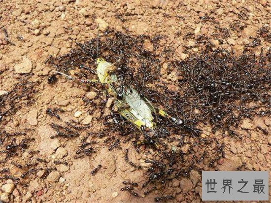 世界上最大的食人蚁,所到之处尸骨无存!