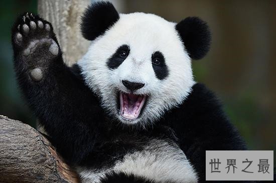 世界上最萌动物排名,论可爱大熊猫当之无愧第一