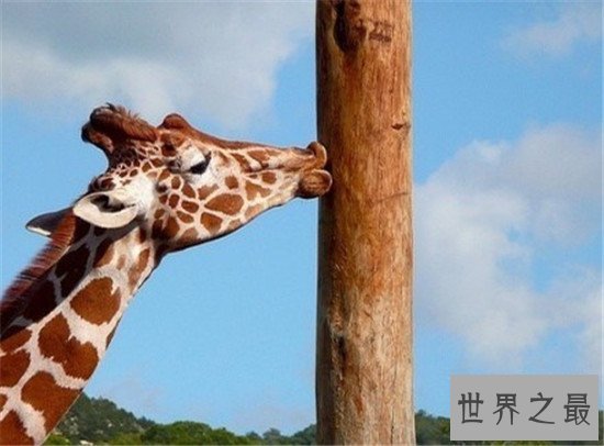 世界上最萌动物排名,论可爱大熊猫当之无愧第一