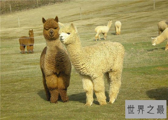 世界上最萌动物排名,论可爱大熊猫当之无愧第一