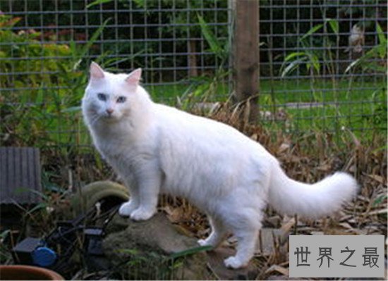 世界上最萌动物排名,论可爱大熊猫当之无愧第一