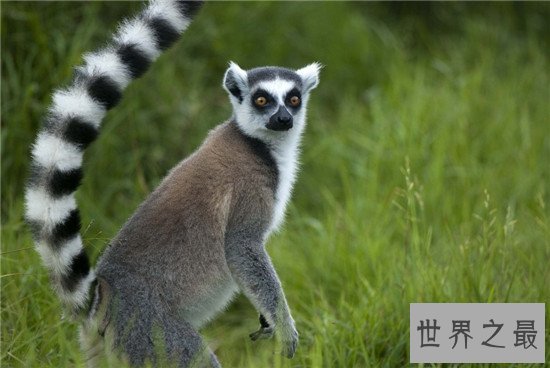 世界上最萌动物排名,论可爱大熊猫当之无愧第一