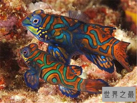 地球上10大最漂亮的热带鱼,小丑鱼和神仙鱼上榜