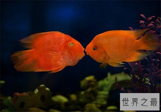 地球上10大最漂亮的热带鱼,小丑鱼和神仙鱼上榜