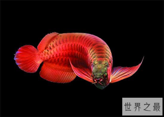 地球上10大最漂亮的热带鱼,小丑鱼和神仙鱼上榜